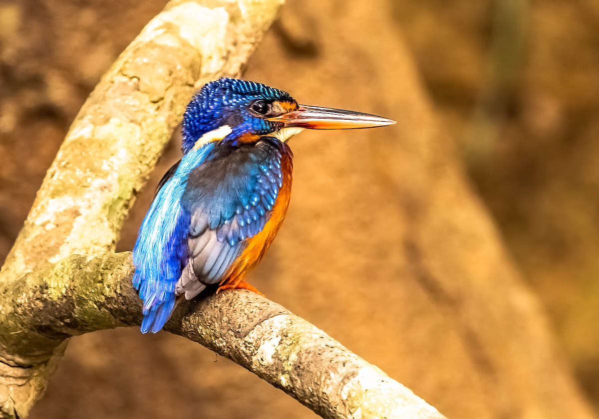 Blue-eared Kingfisher - Prabhakar T P