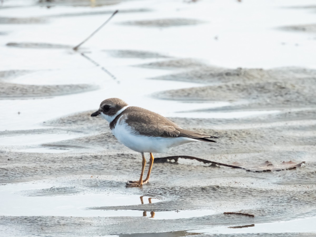 Semipalmated Plover - ML609007567