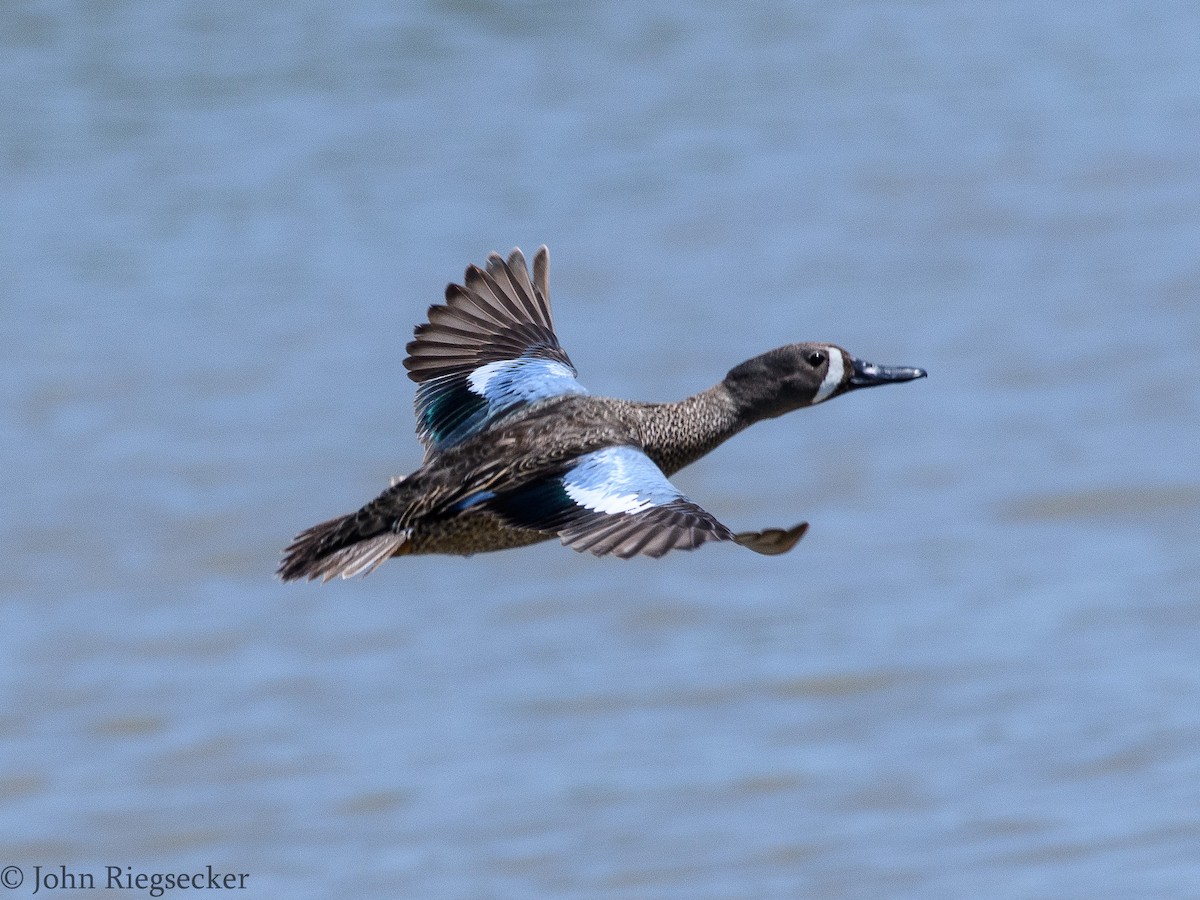 Blue-winged Teal - ML60900781