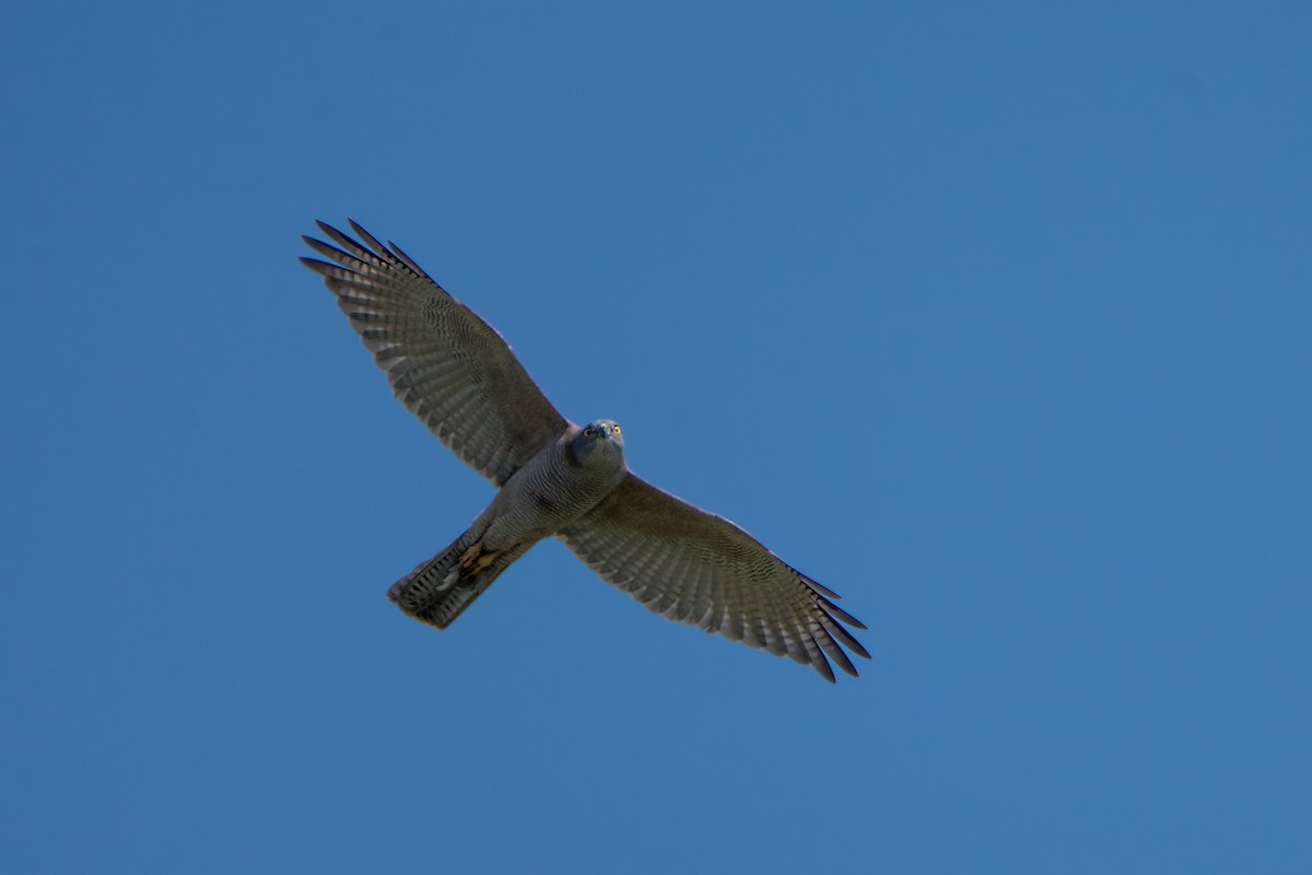Collared Sparrowhawk - ML609007821