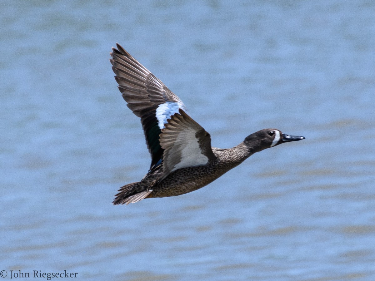 Blue-winged Teal - ML60900791