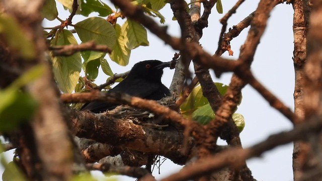 Fork-tailed Drongo - ML609008216