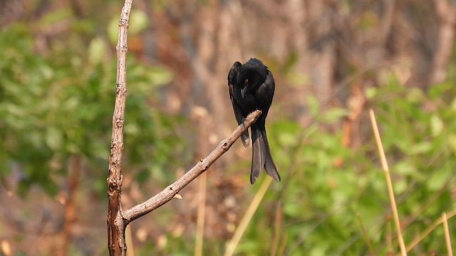 Fork-tailed Drongo - ML609008241