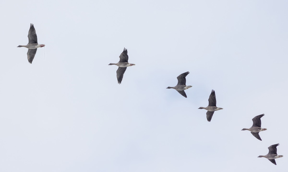 Pink-footed Goose - ML609008289