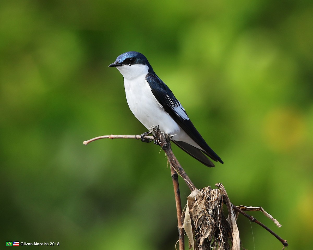White-winged Swallow - ML609008592