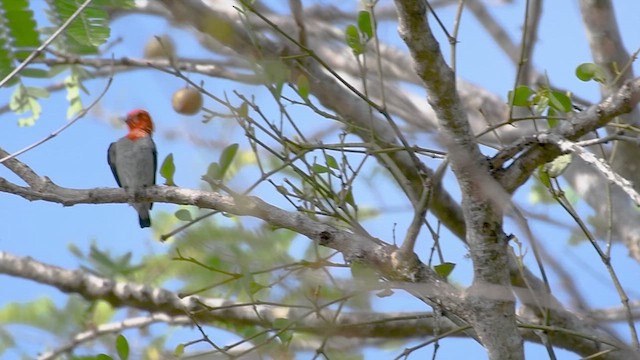 Scarlet-headed Flowerpecker - ML609008728
