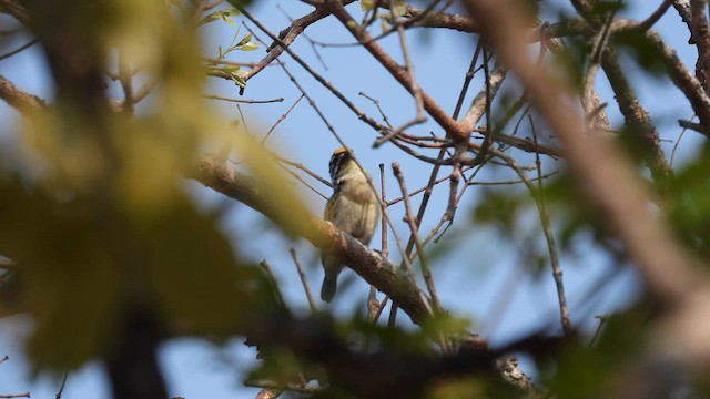 Yellow-fronted Tinkerbird - ML609008837