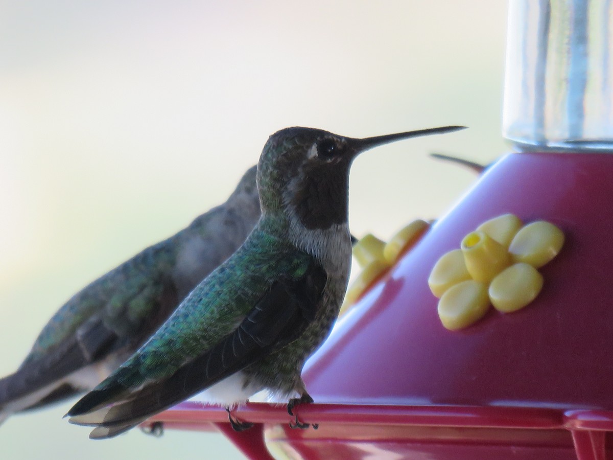 Broad-tailed Hummingbird - ML609008919