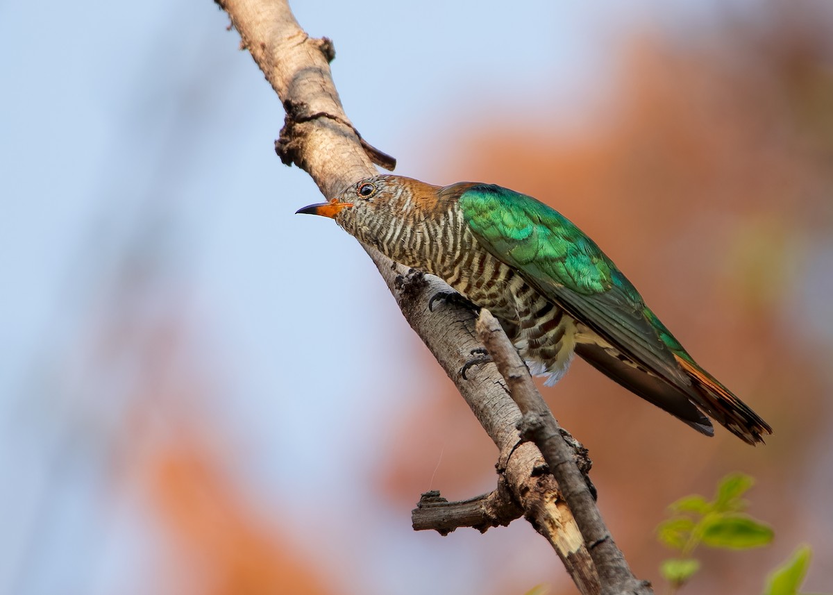 Asian Emerald Cuckoo - ML609008990