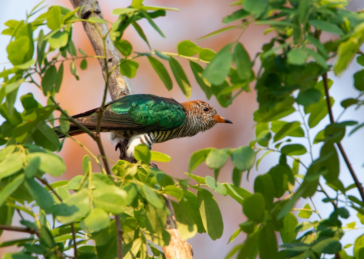 Asian Emerald Cuckoo - ML609008991