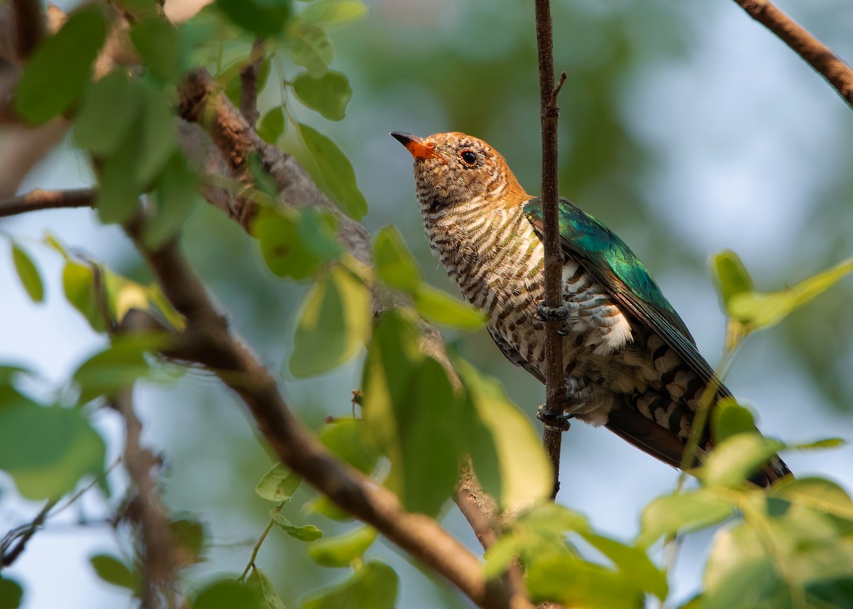Asian Emerald Cuckoo - ML609008992