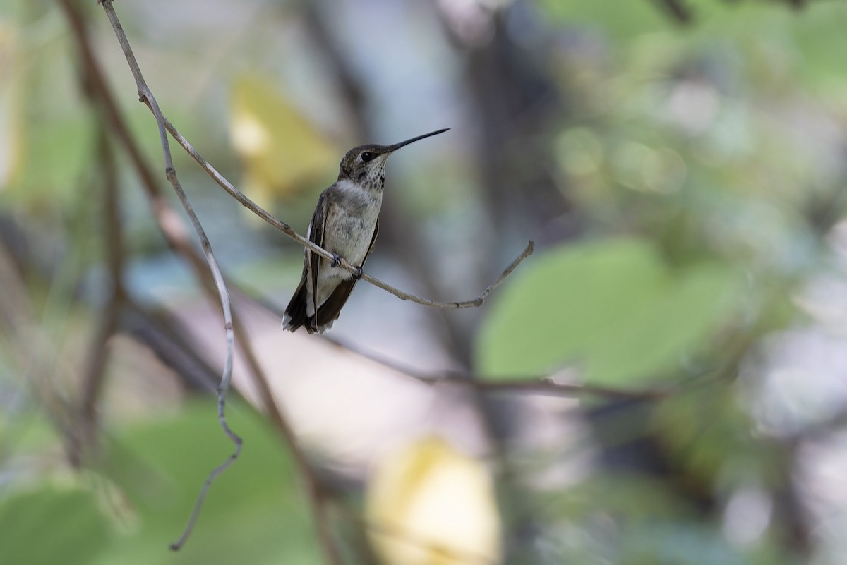 Black-chinned Hummingbird - ML609009145
