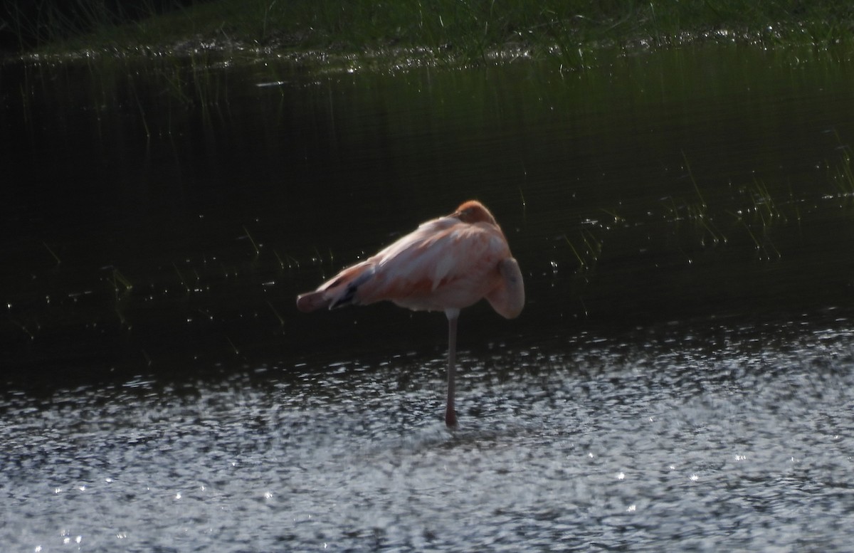 American Flamingo - Elliot Kirschbaum
