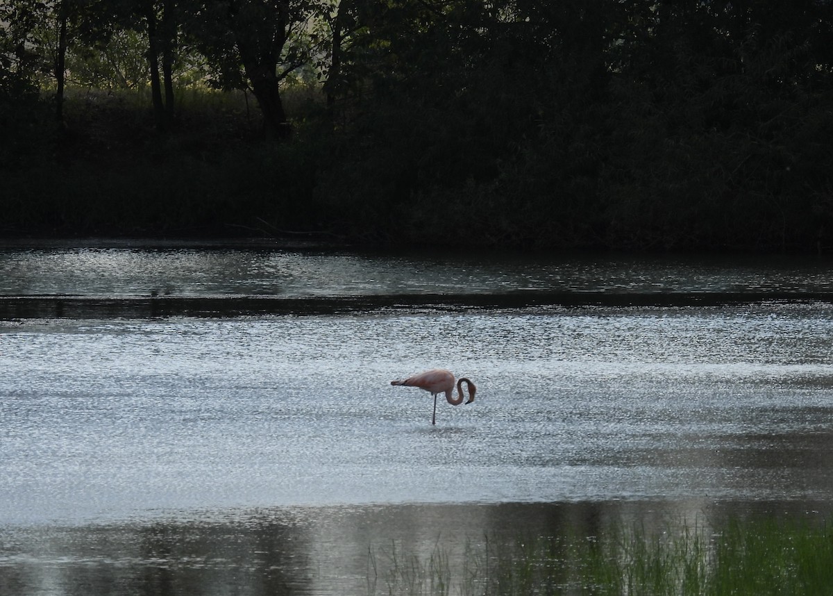 Amerika Flamingosu - ML609009273