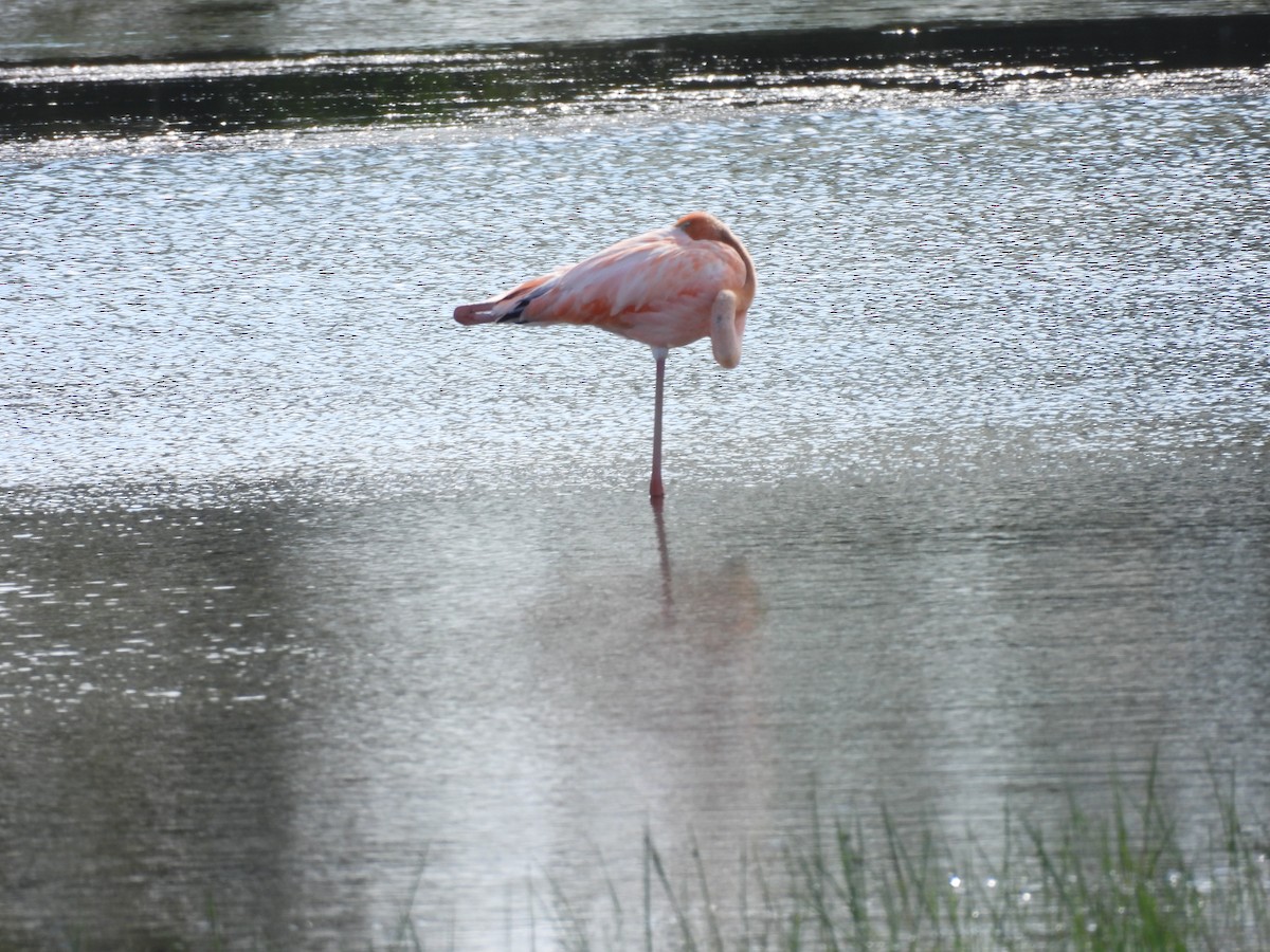 American Flamingo - Elliot Kirschbaum