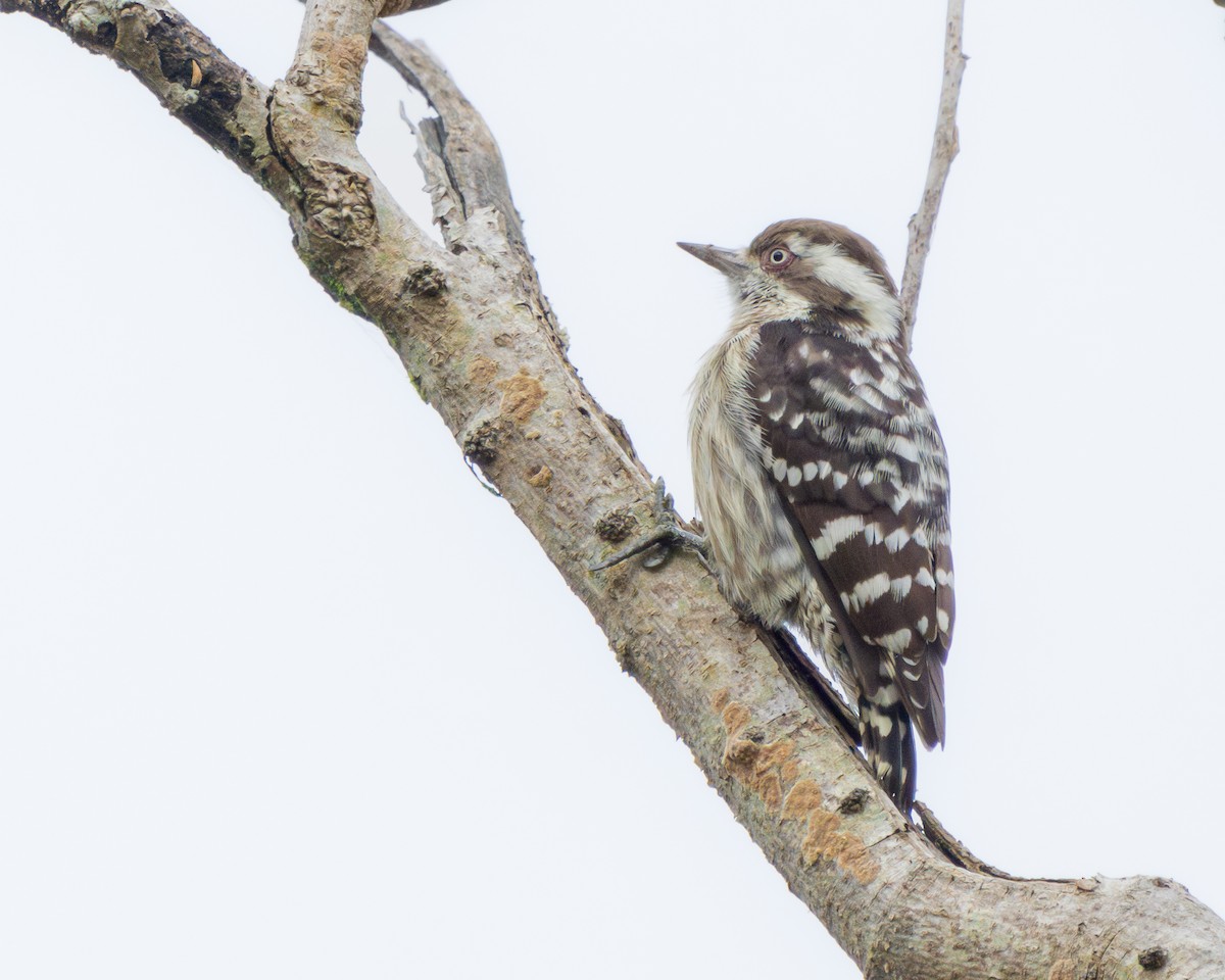Brown-capped Pygmy Woodpecker - ML609009412