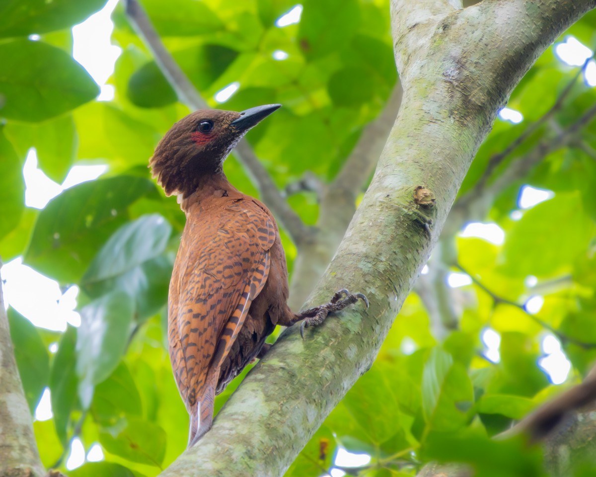 Rufous Woodpecker - ML609009414