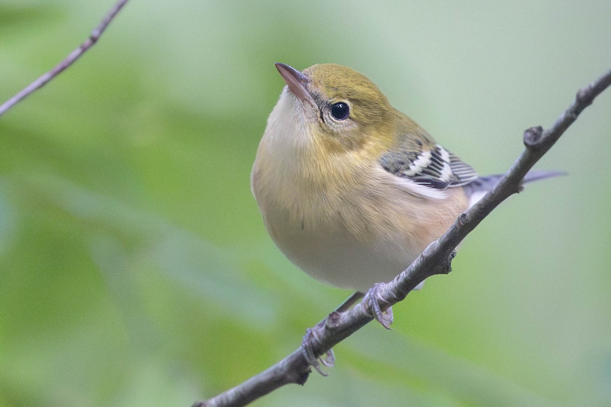 Bay-breasted Warbler - ML609009458