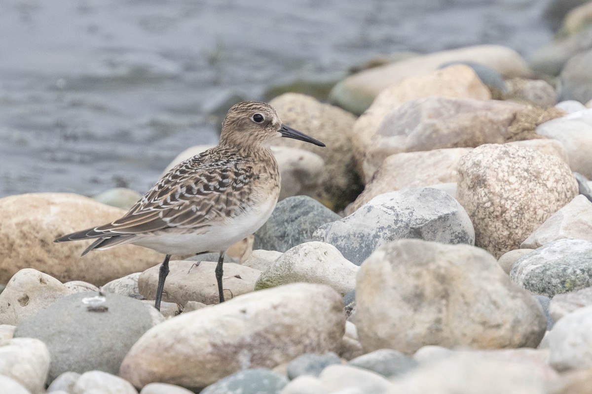 Baird's Sandpiper - ML609009492
