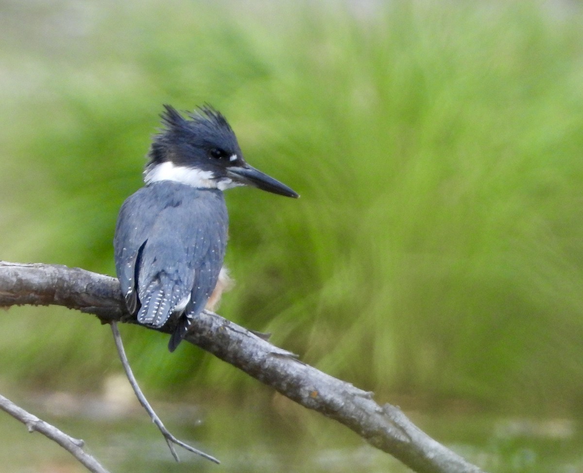 Belted Kingfisher - ML609009817