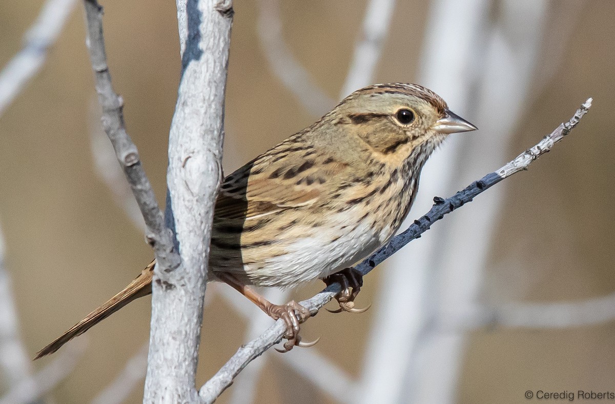 Lincoln's Sparrow - ML609009842