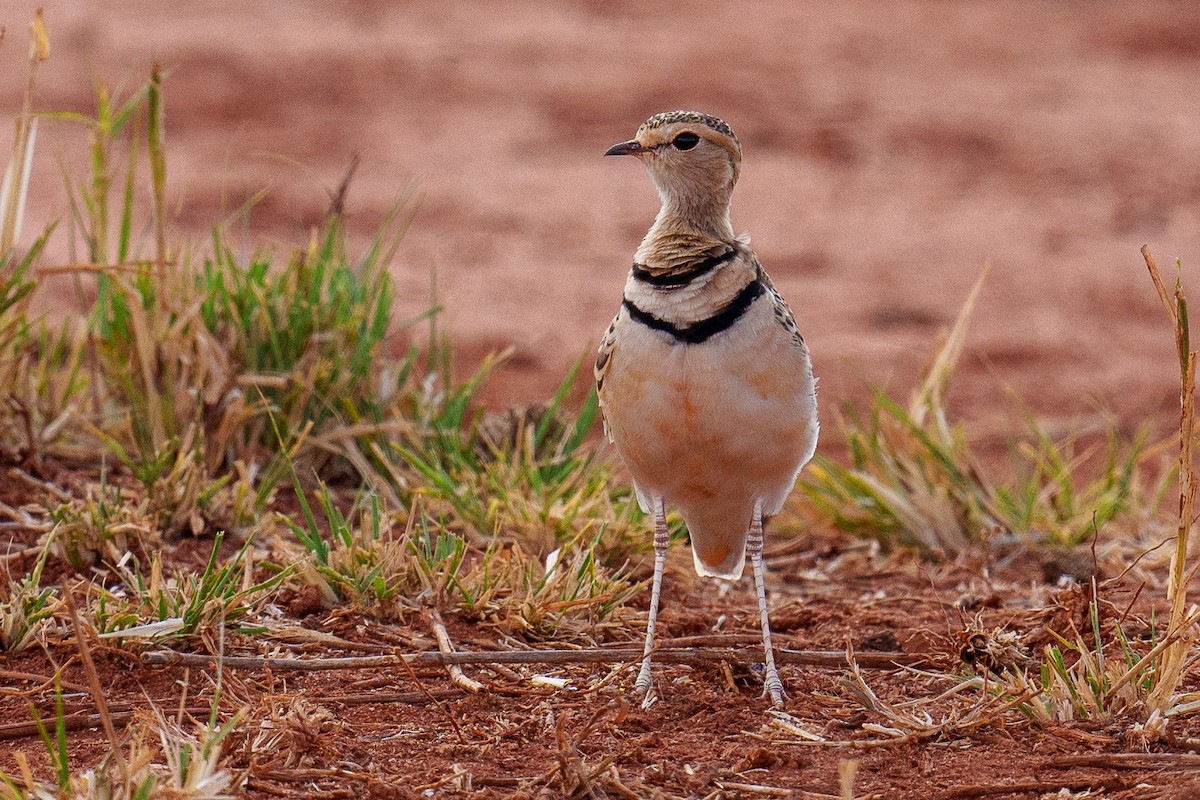 Double-banded Courser - ML609010217