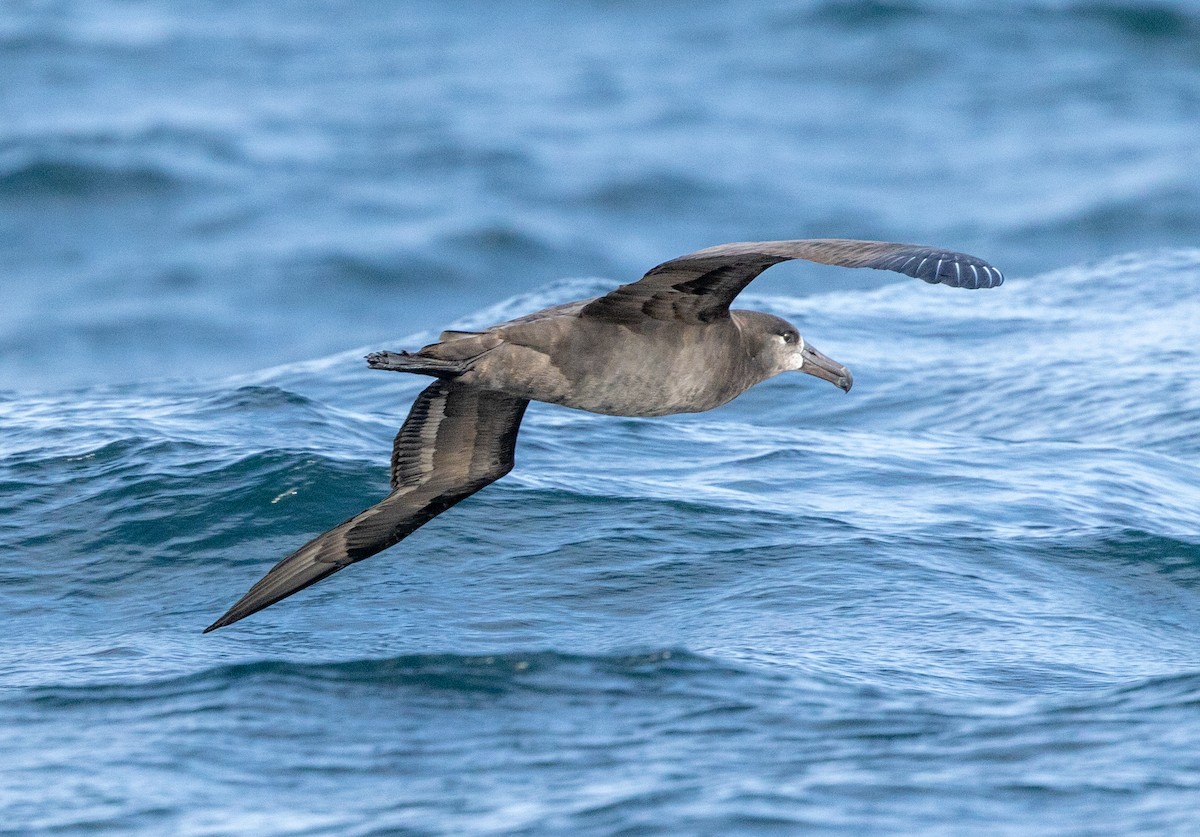 Black-footed Albatross - ML609010273