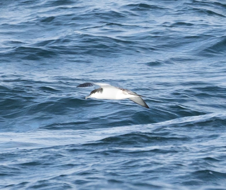 Buller's Shearwater - ML609010283