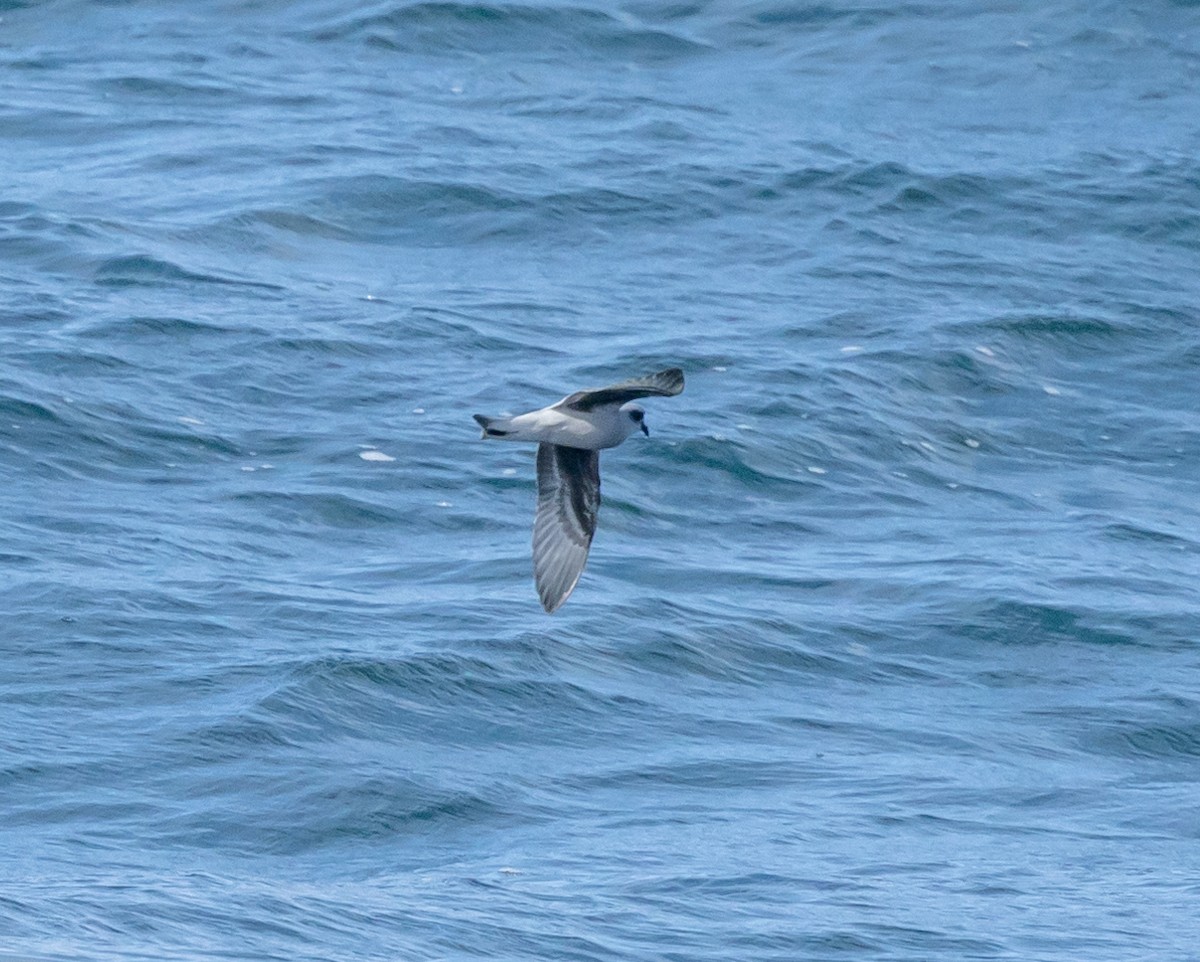 Fork-tailed Storm-Petrel - ML609010333
