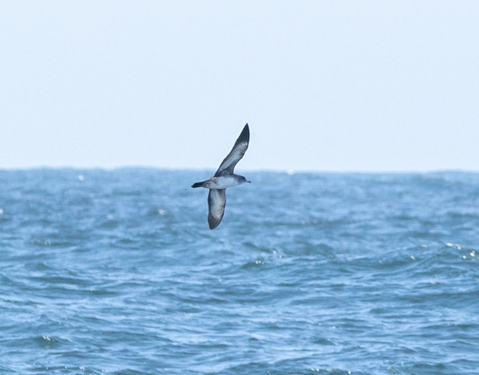 Pink-footed Shearwater - ML609010353