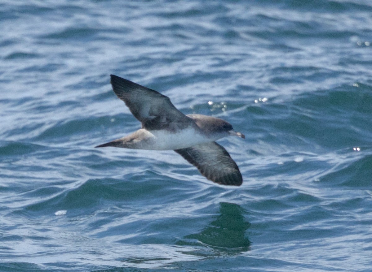 Pink-footed Shearwater - ML609010354