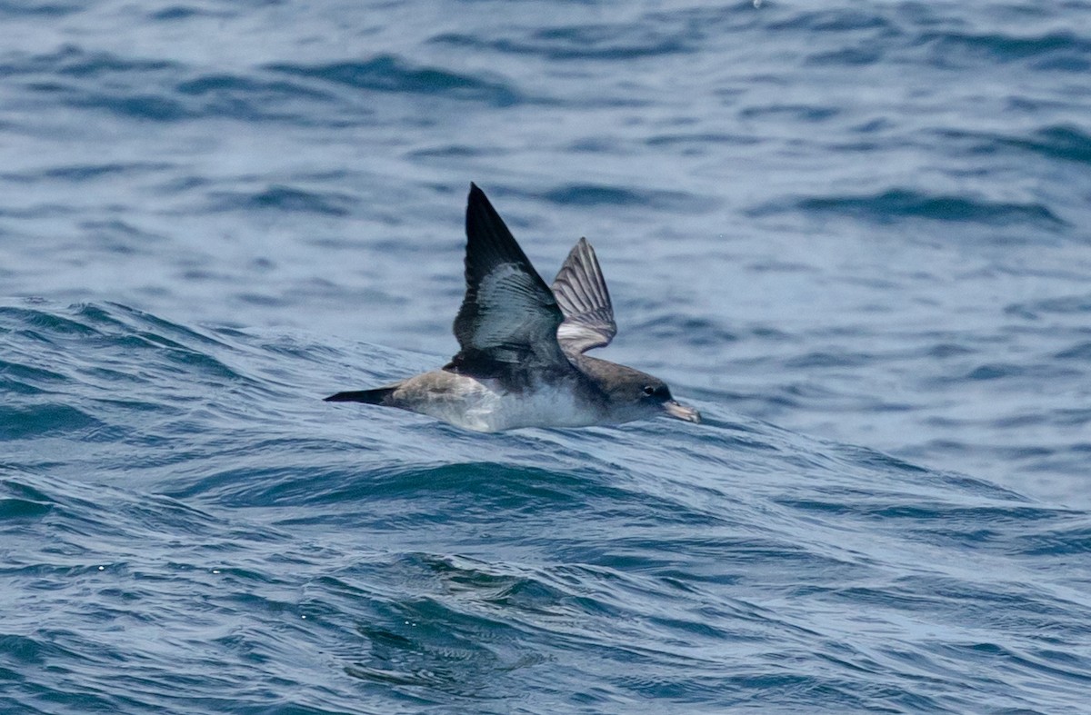 Pink-footed Shearwater - ML609010355