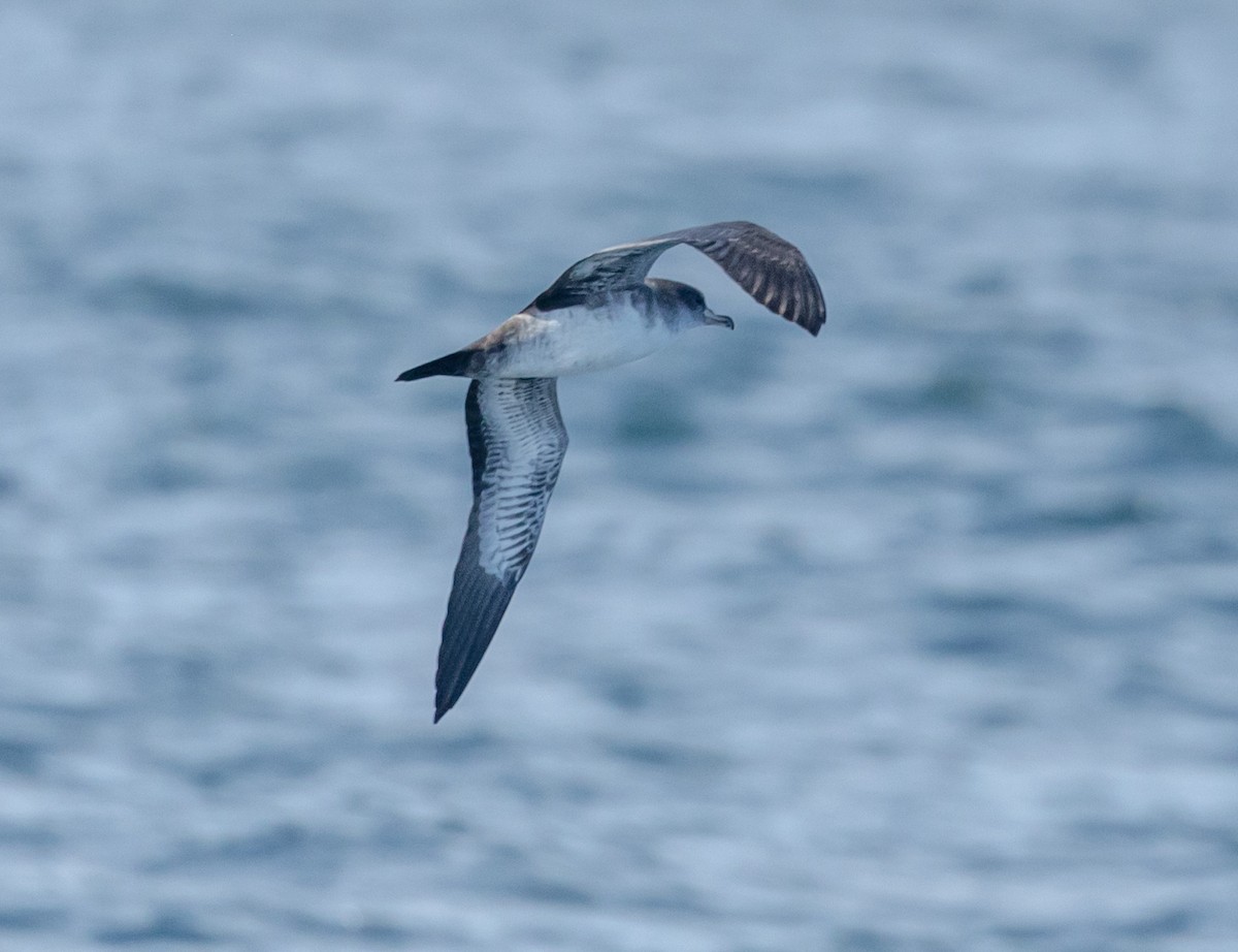 Pink-footed Shearwater - ML609010356