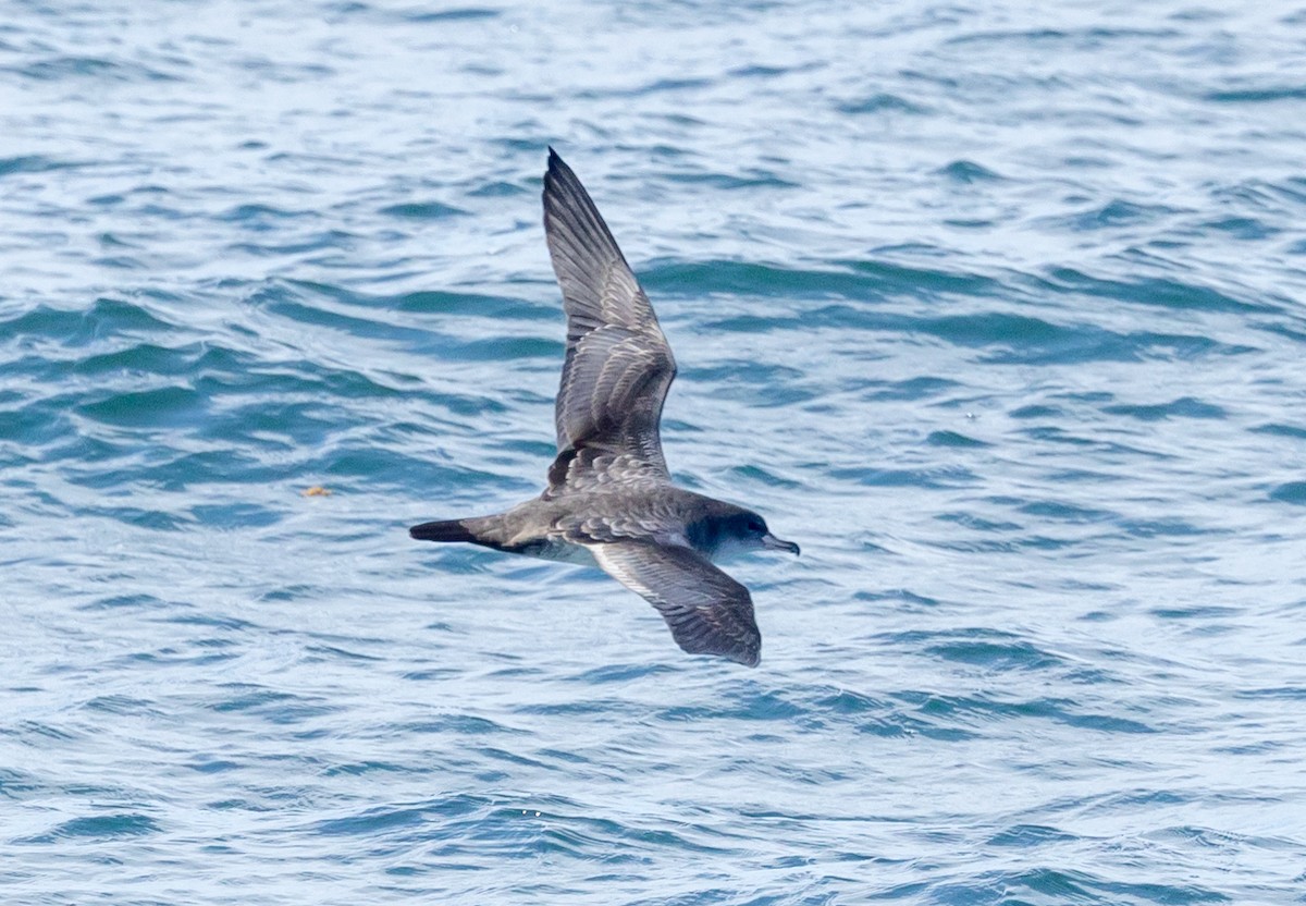 Pink-footed Shearwater - ML609010358