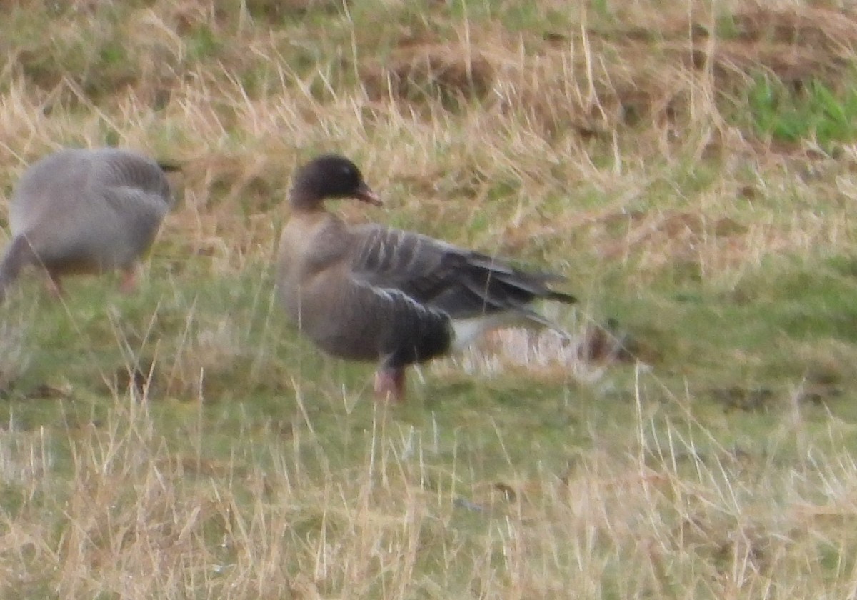 Pink-footed Goose - ML609010475