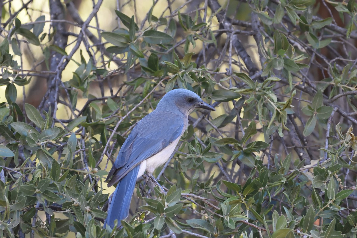 Mexican Jay - ML609010878