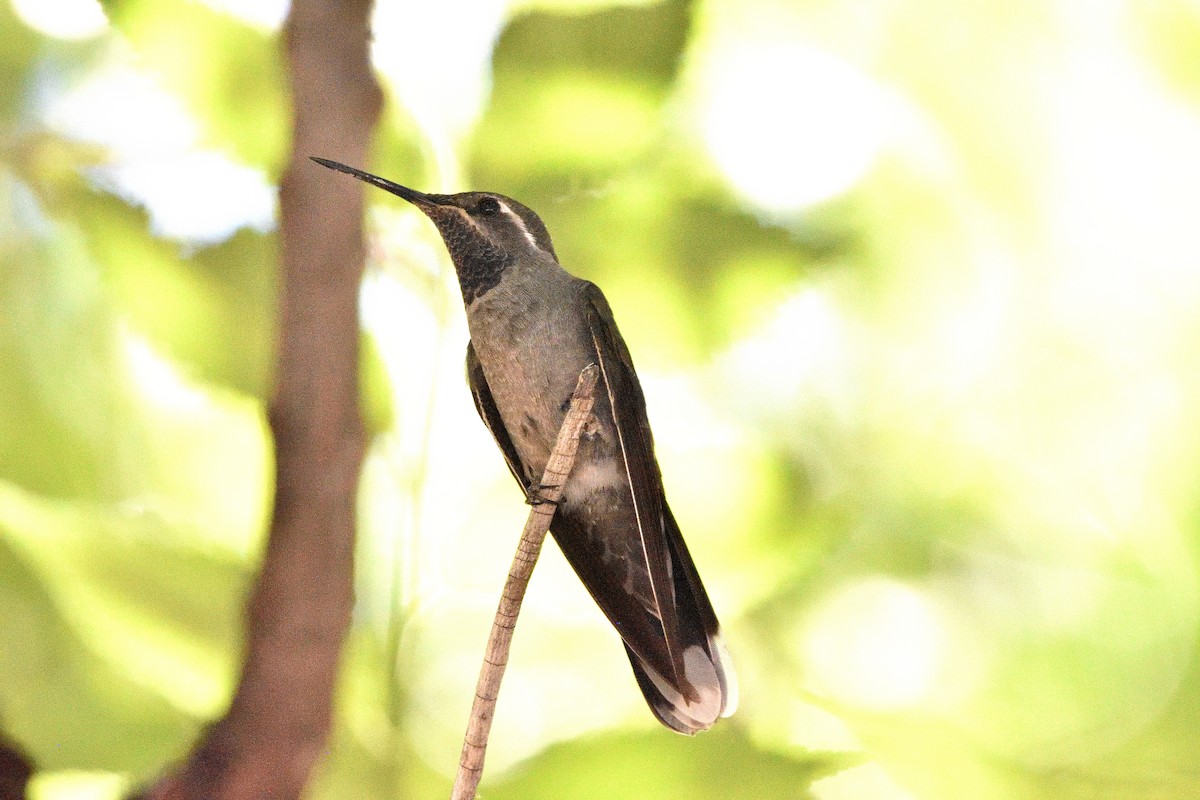 kolibřík blankytohrdlý - ML609010918