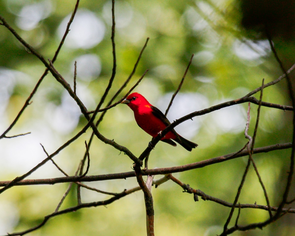 Scarlet Tanager - ML609011202