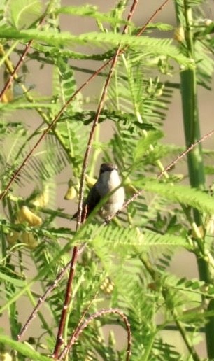Black-chinned Hummingbird - ML609011428