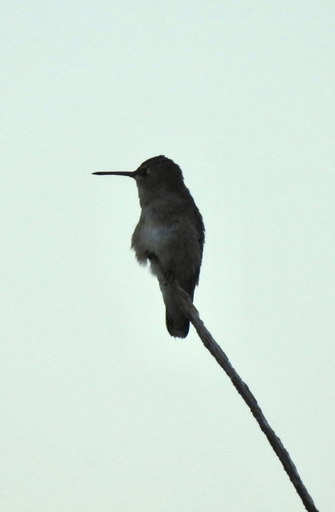 Black-chinned Hummingbird - ML609011429