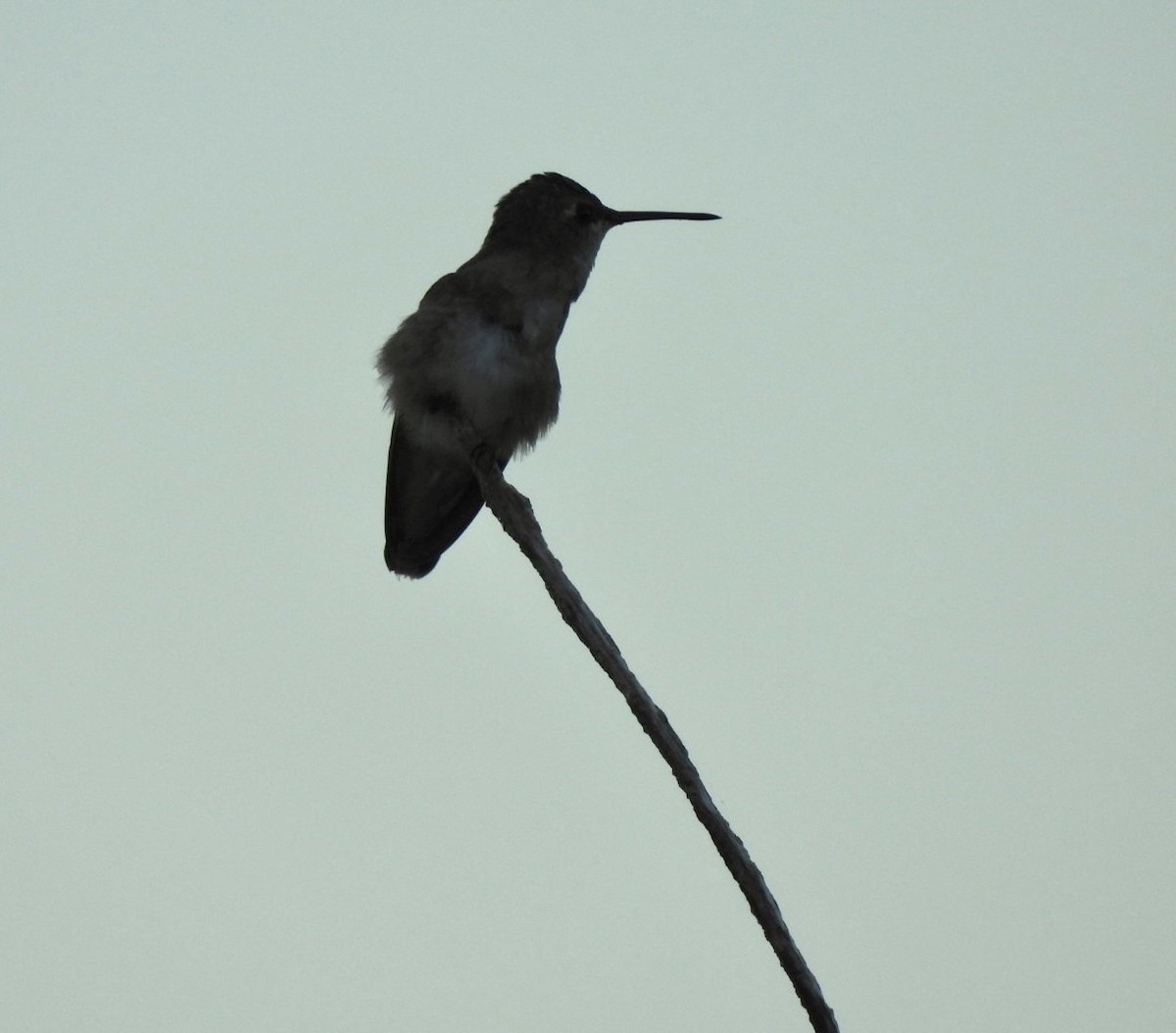 Black-chinned Hummingbird - Christopher Daniels
