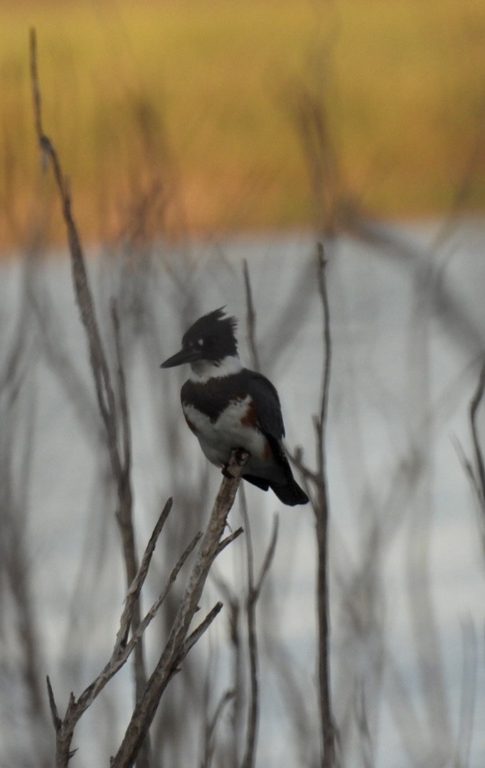 Belted Kingfisher - ML609011450