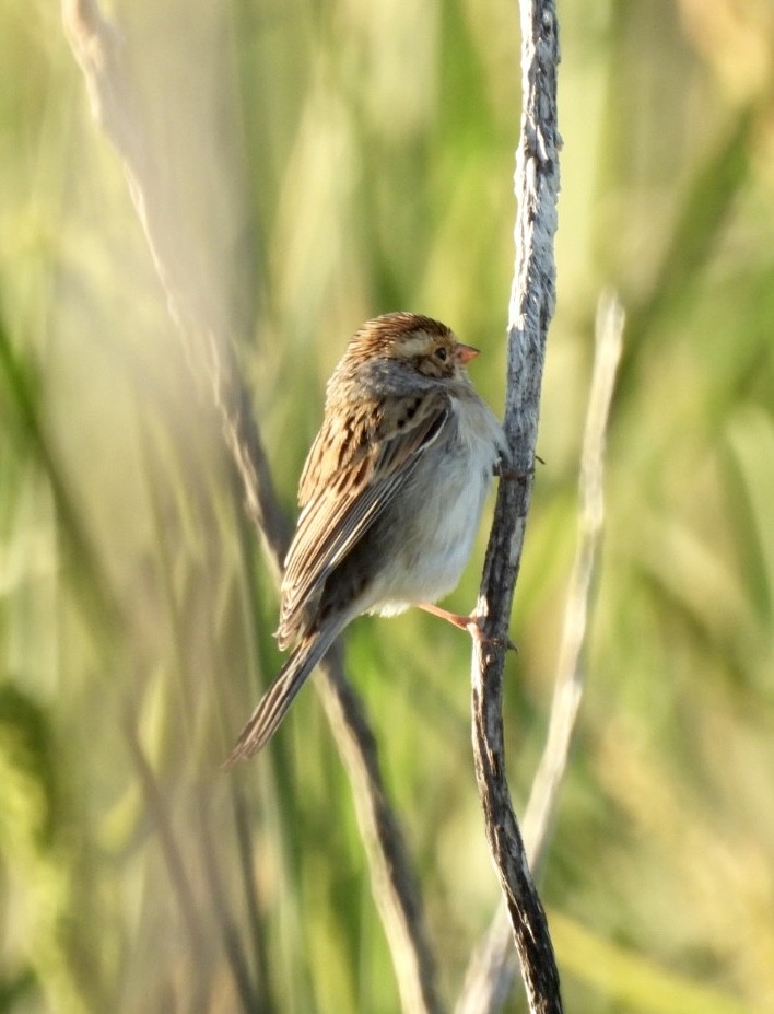 Clay-colored Sparrow - ML609011466