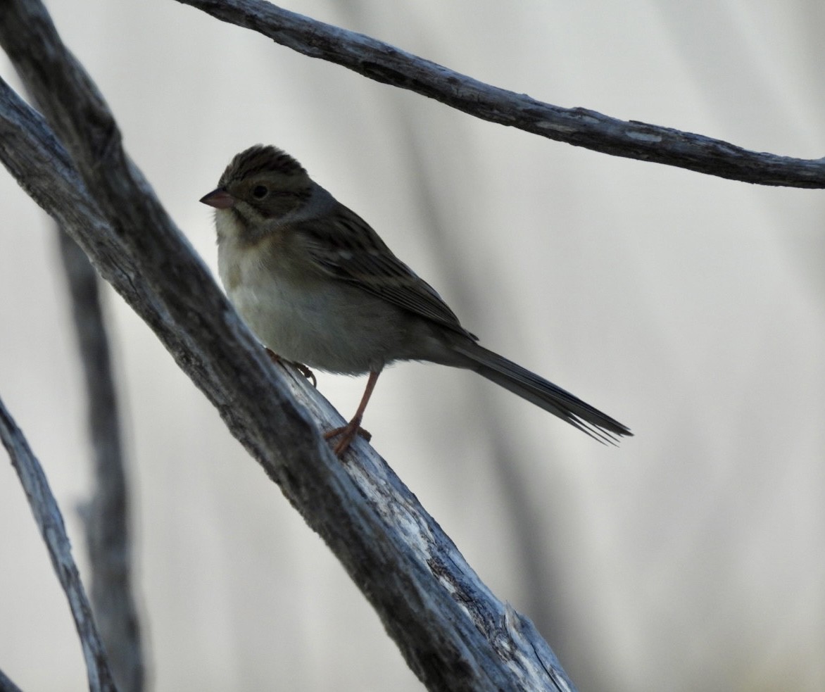 Clay-colored Sparrow - ML609011467