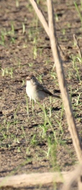 Field Sparrow - ML609011468