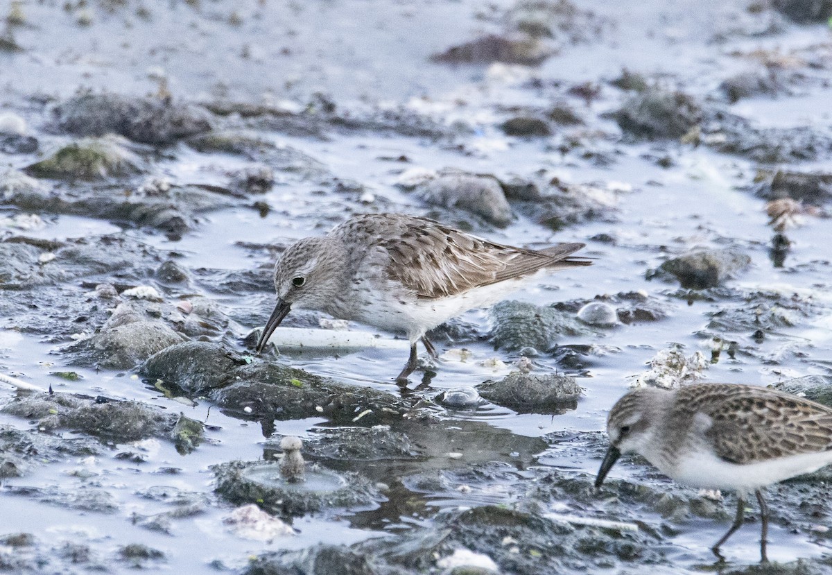 eBird Checklist 19 Sep 2023 Rochester WTP (CLOSED ON WEEKENDS
