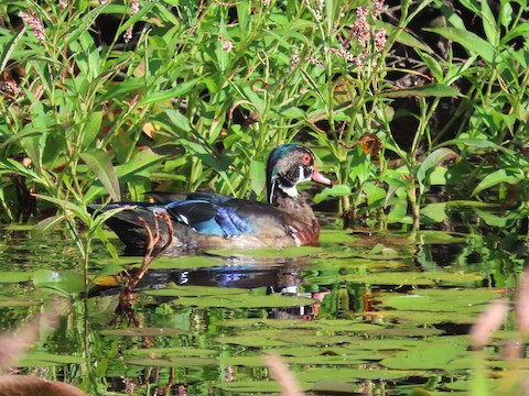 Wood Duck - Ruth Bergstrom