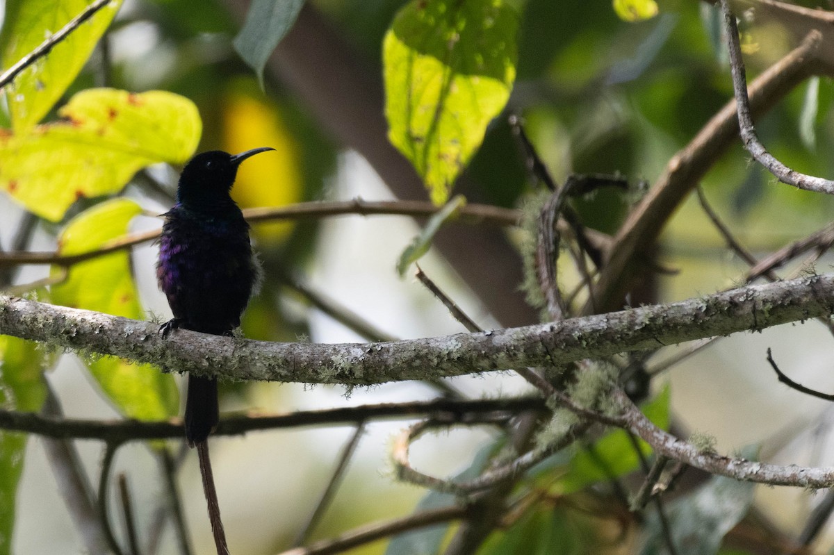 Purple-breasted Sunbird - ML609012354