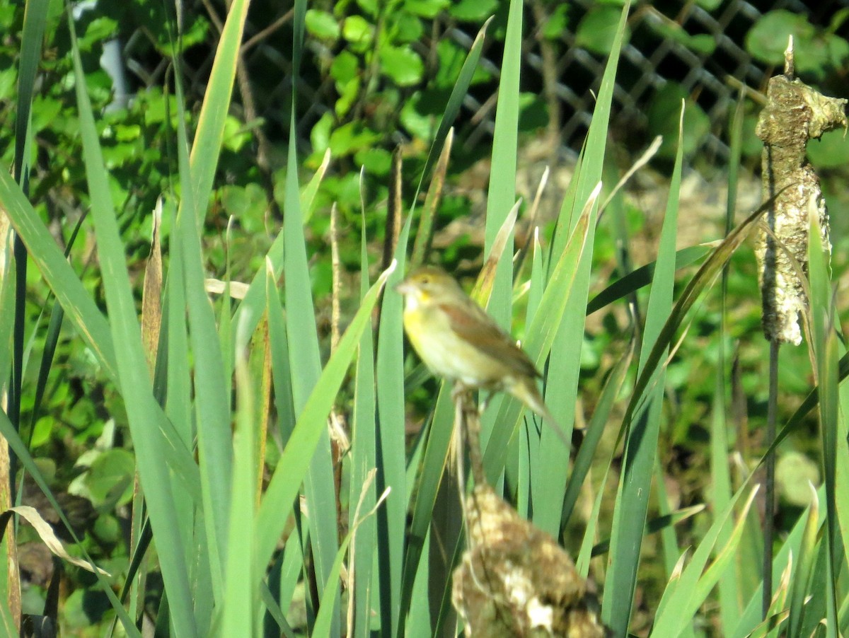eBird Checklist 19 Sep 2023 Rochester WTP (CLOSED ON WEEKENDS