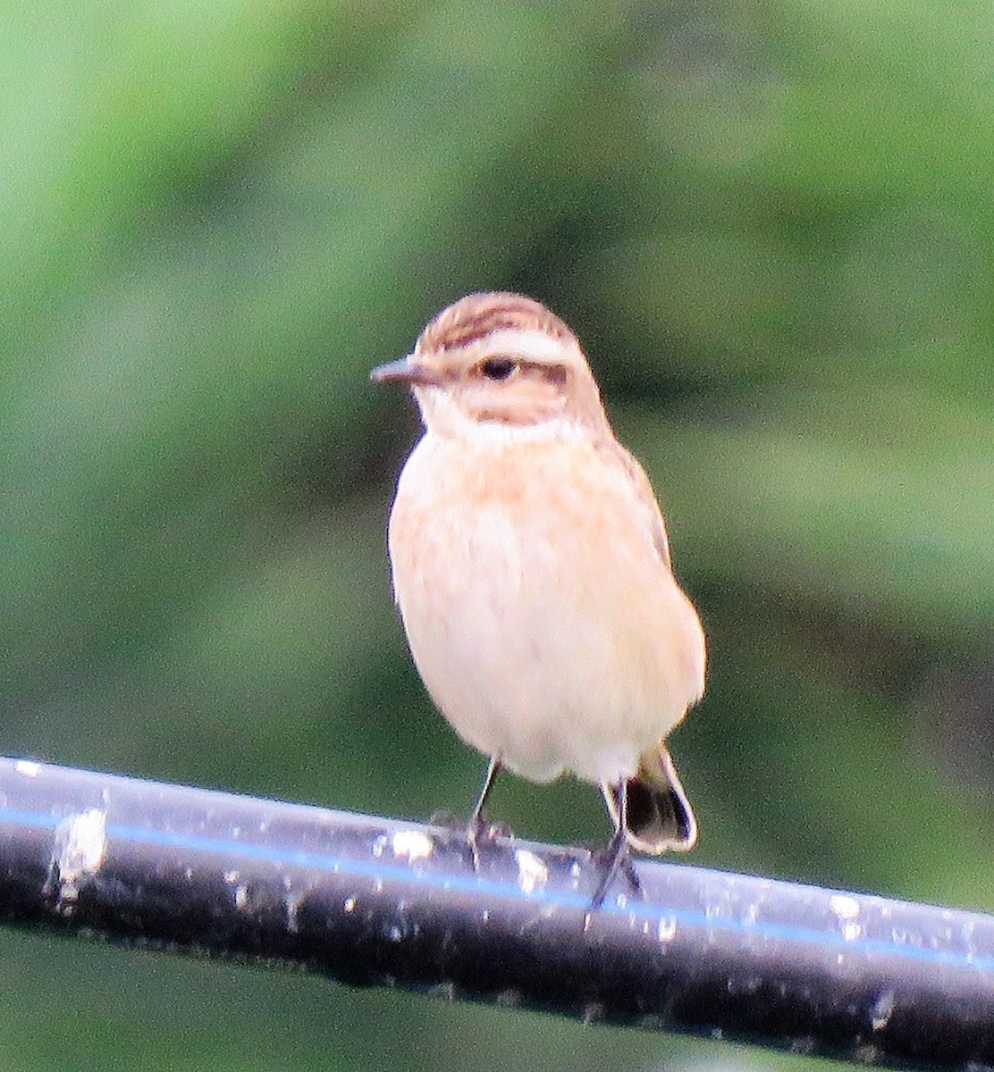 Whinchat - ML609012869